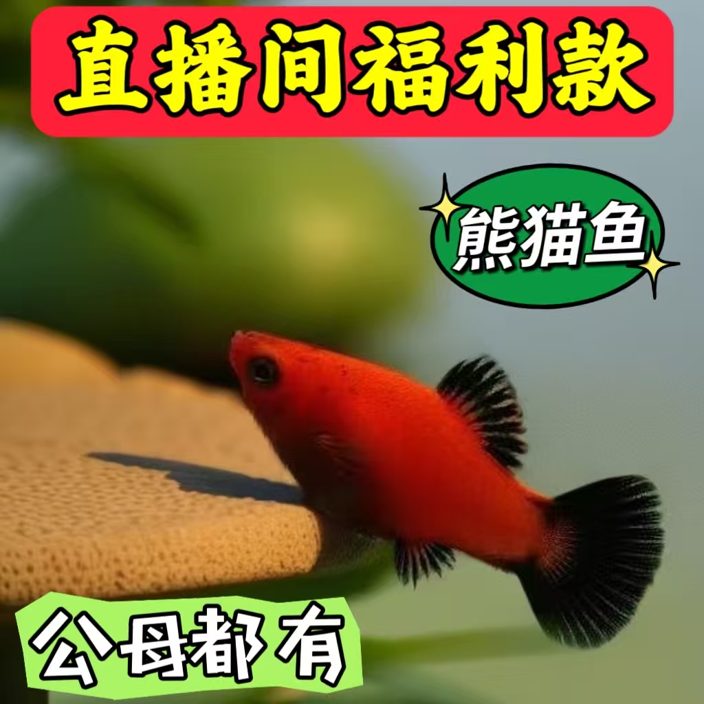 精品熊猫鱼好看好养胎生混养红色中国红月光鱼观赏小鱼米奇观赏鱼