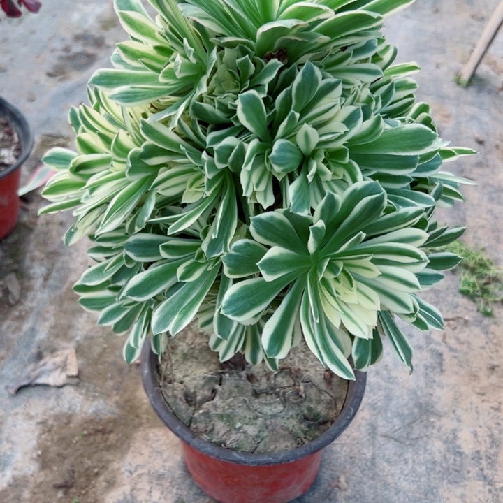 70碧玉多肉植物的