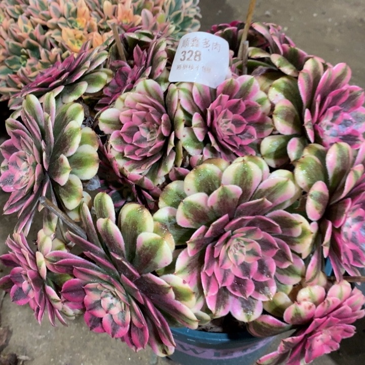 328粉同多肉植物