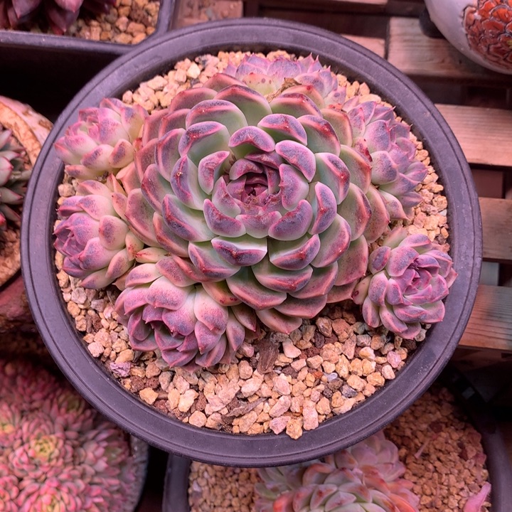 杂交多肉植物fzhuxichuxin