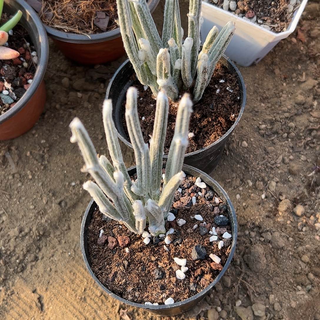 無***隐棉花糖杜呃呃呃呃呃呃呃呃