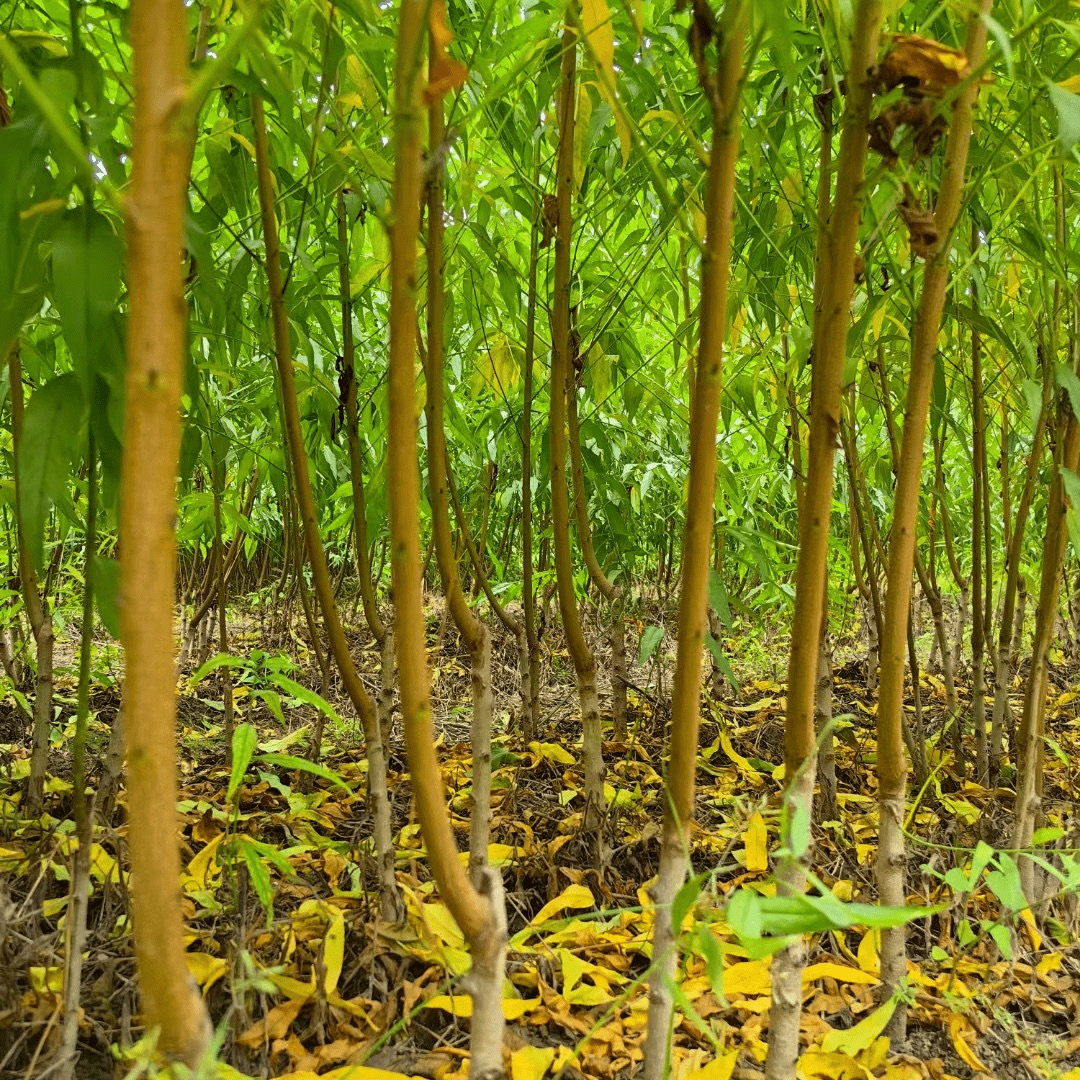 2026年新品种桃树苗