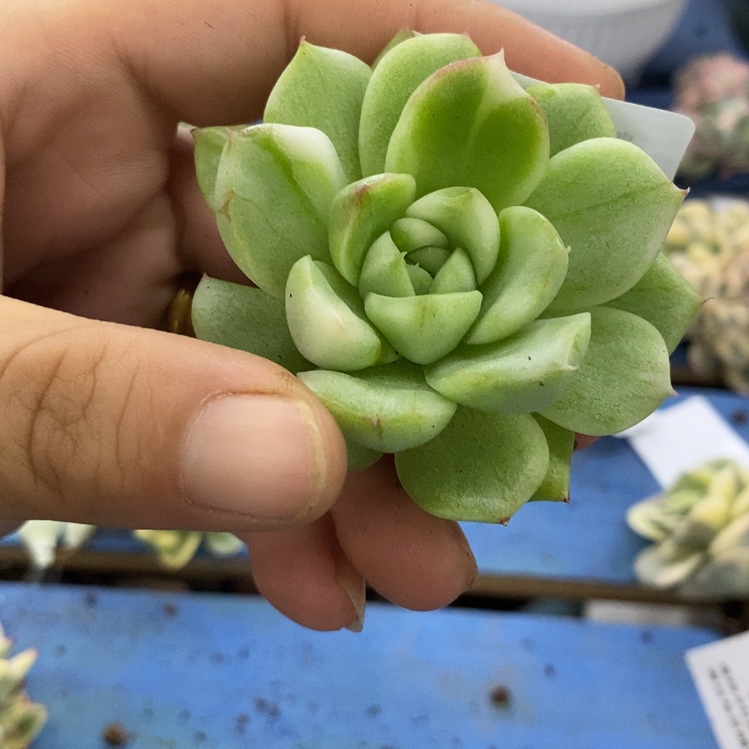 803麦秆锦彩锦拉丝锦炸