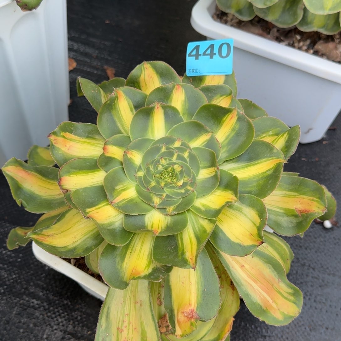 m*y440多肉暴君发货