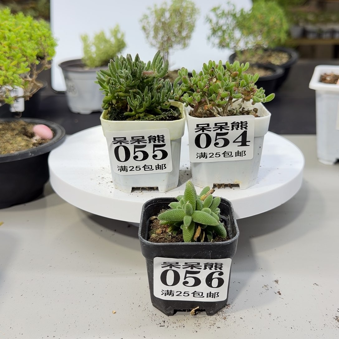 闪电购花卉园艺025