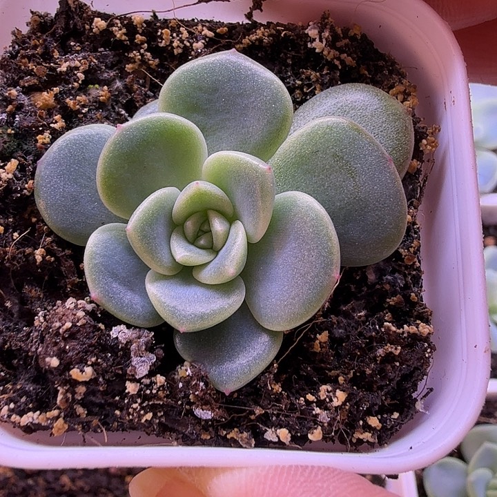 极光叶插苗一物一拍
