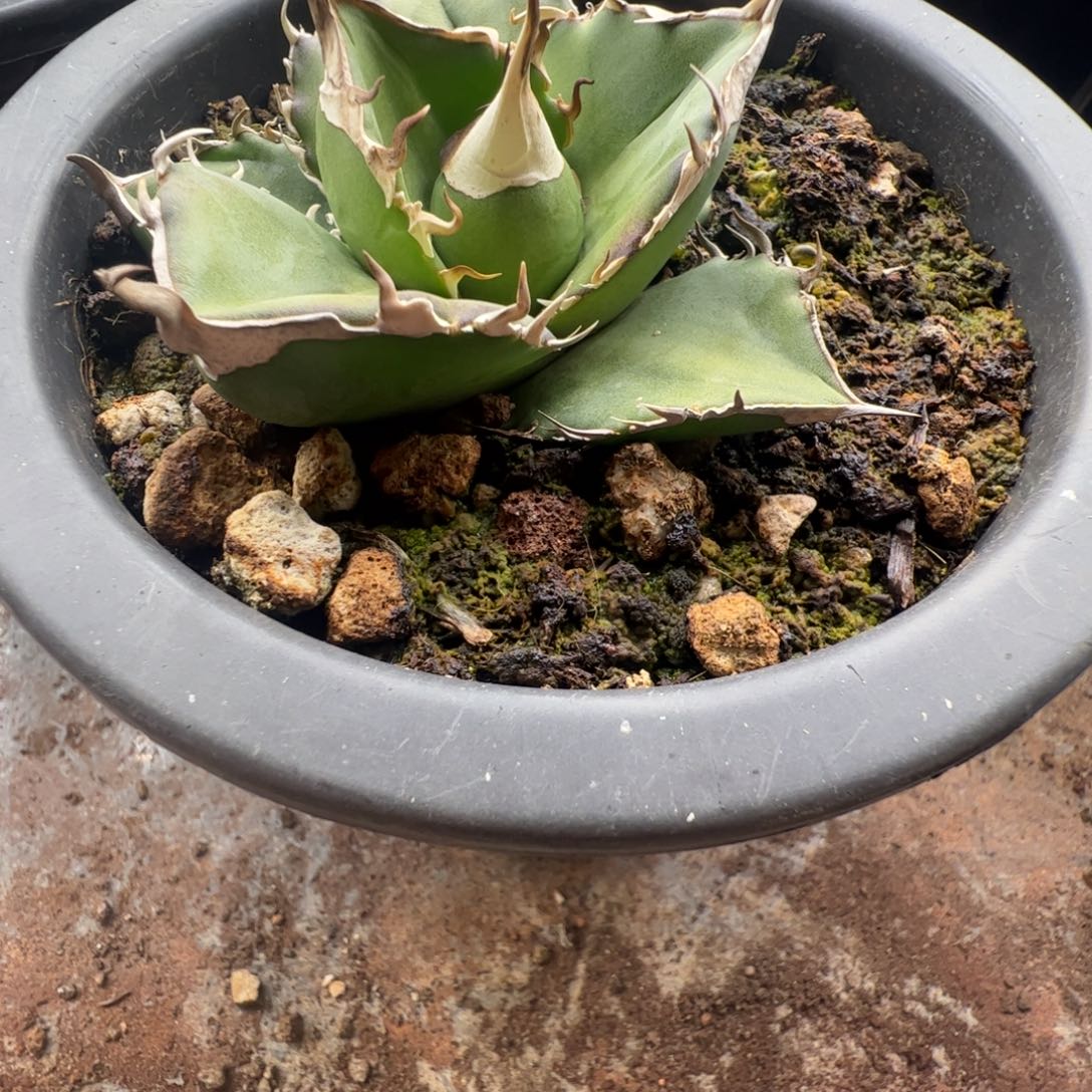 无***人大白鲨大大大大大甲