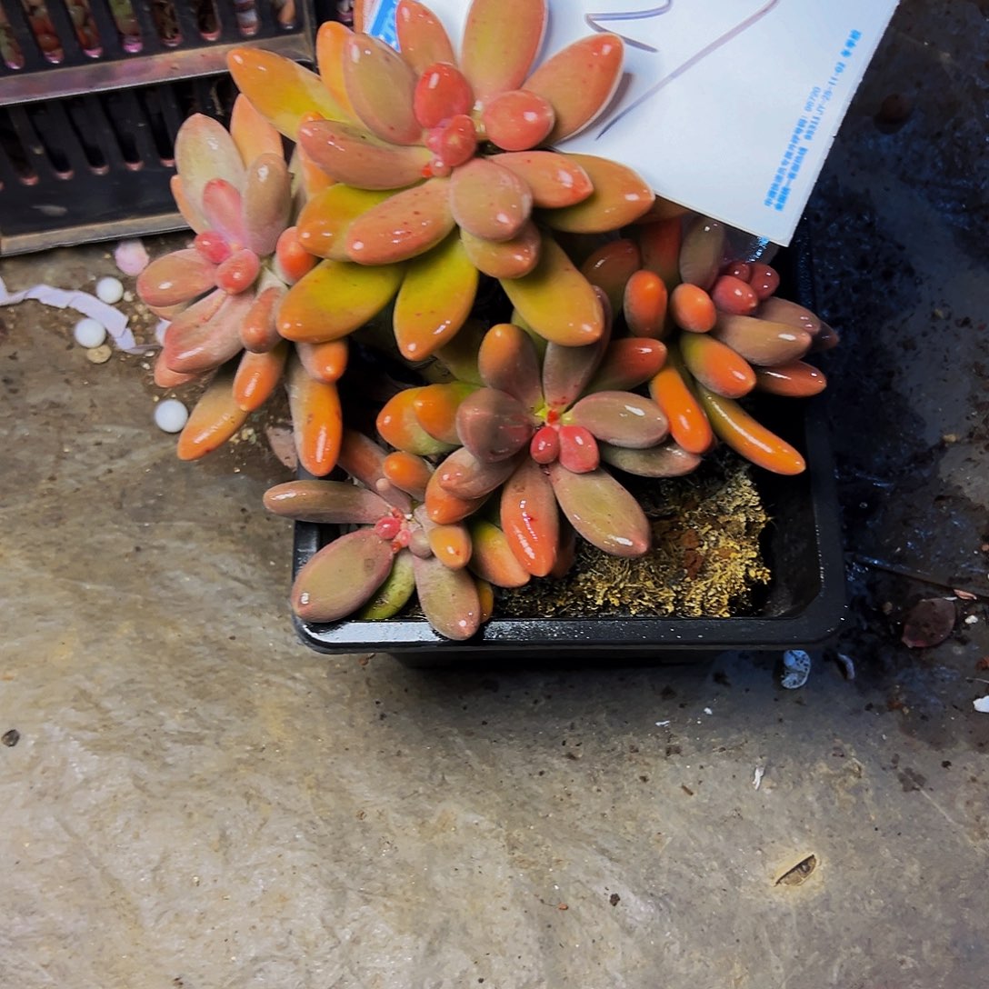 商***坊21号一物一拍脱土包邮