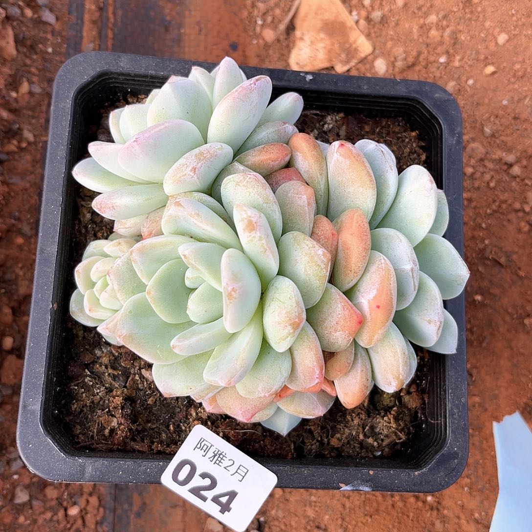 阿雅园艺。   024