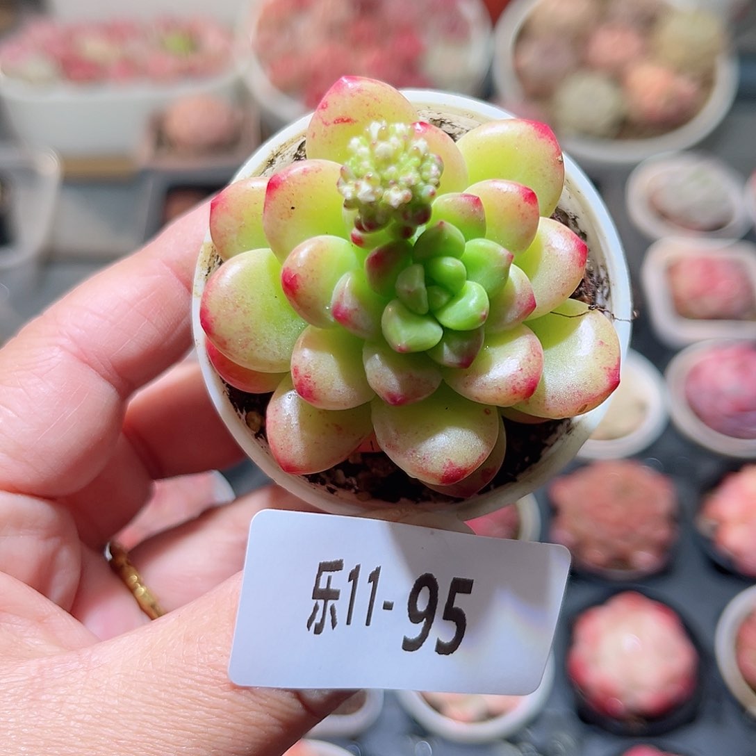 乐11-95 香格里拉 