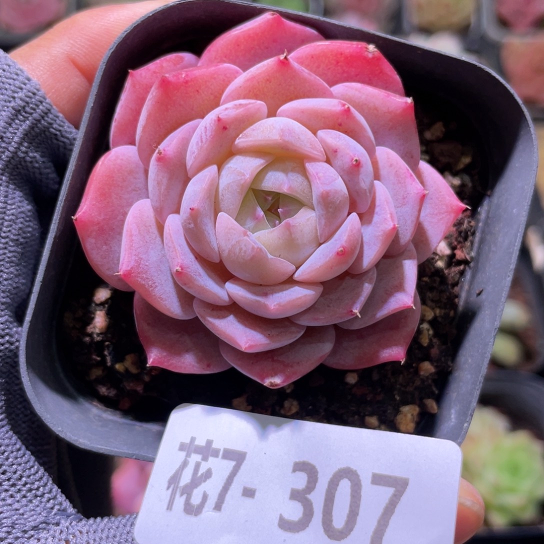 花利美7-307新品  