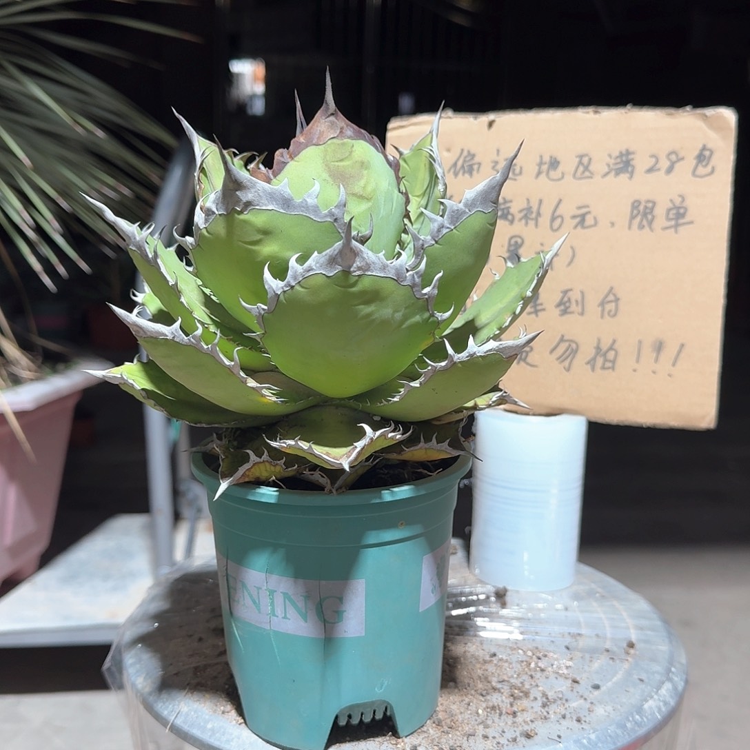 完全开放黑火焰仁王冠龙舌兰