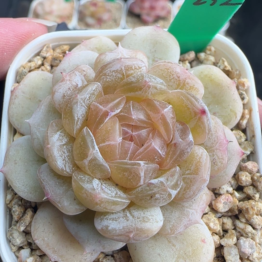 多肉232  白恋5厘米盆