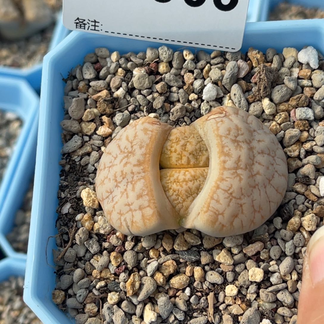 真****0863荒1专拍的花花