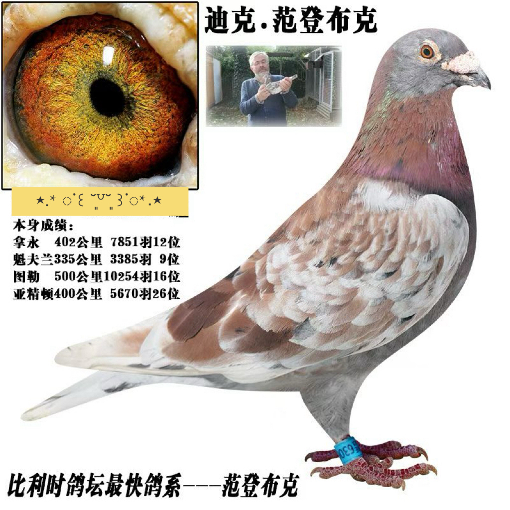 精品血统实战赛鸽信鸽成绩鸽原环种鸽