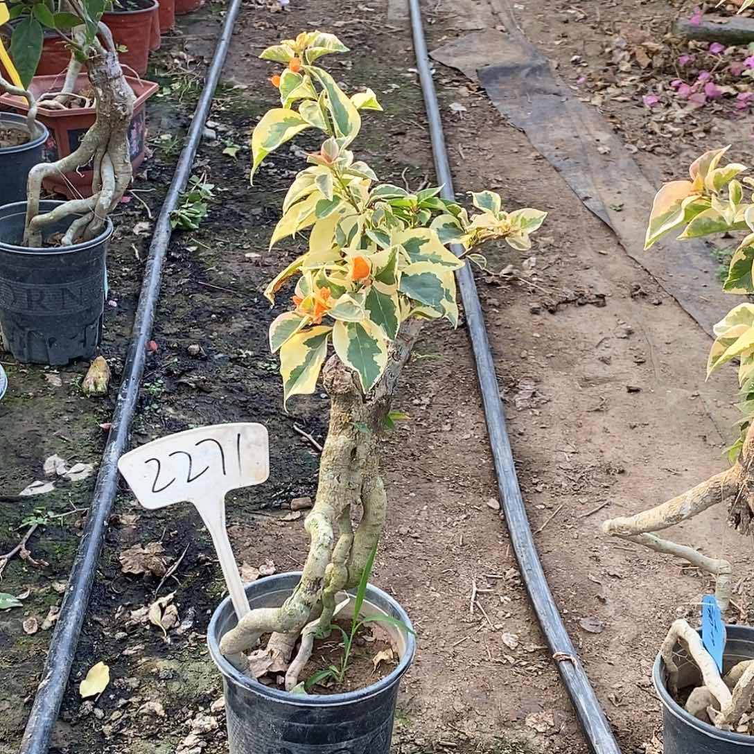 大部分开放少量花苞三角州2271