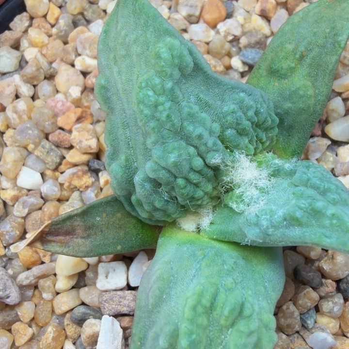 边境老头的血怒外星怒苗