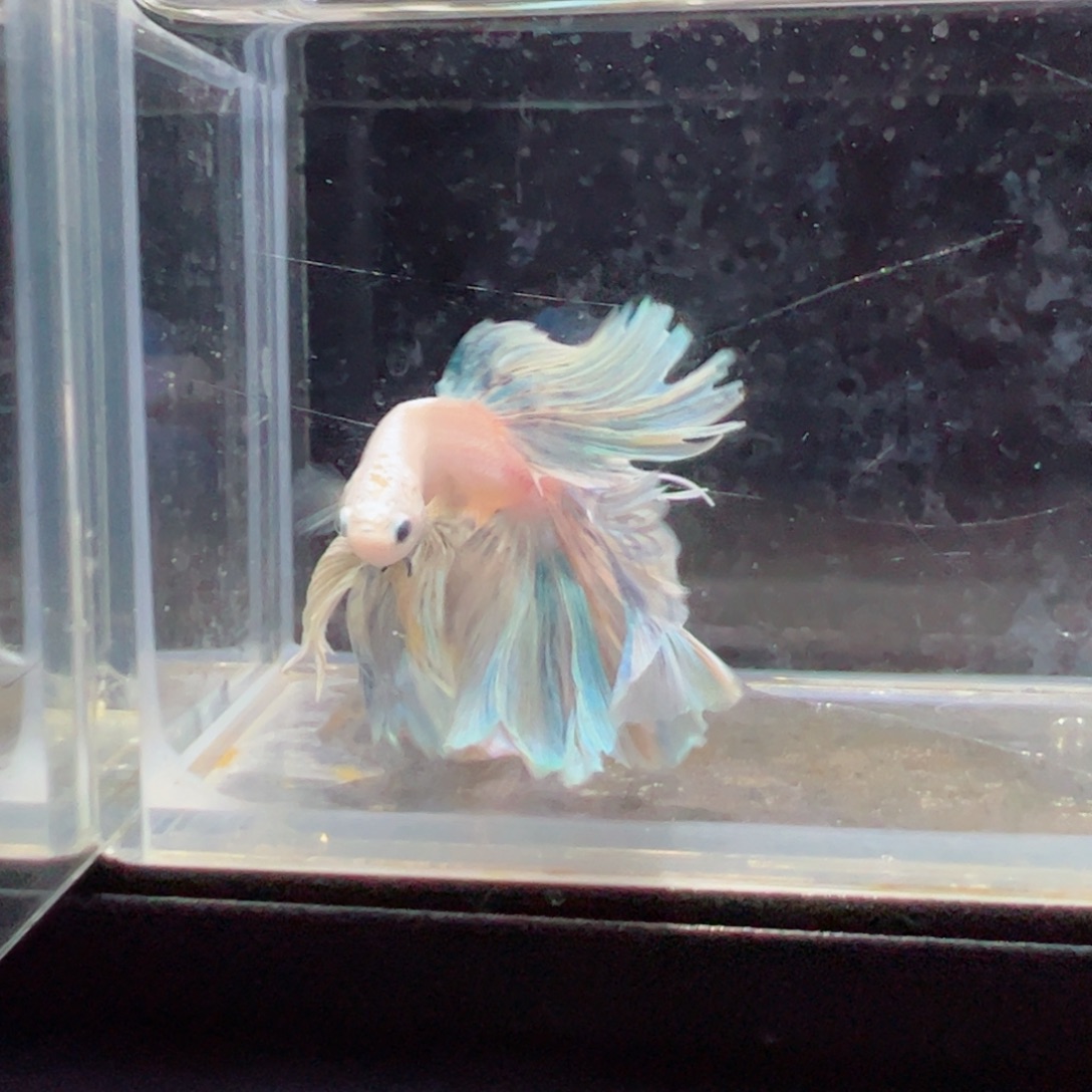 斗鱼浅色特殊尾hhhh