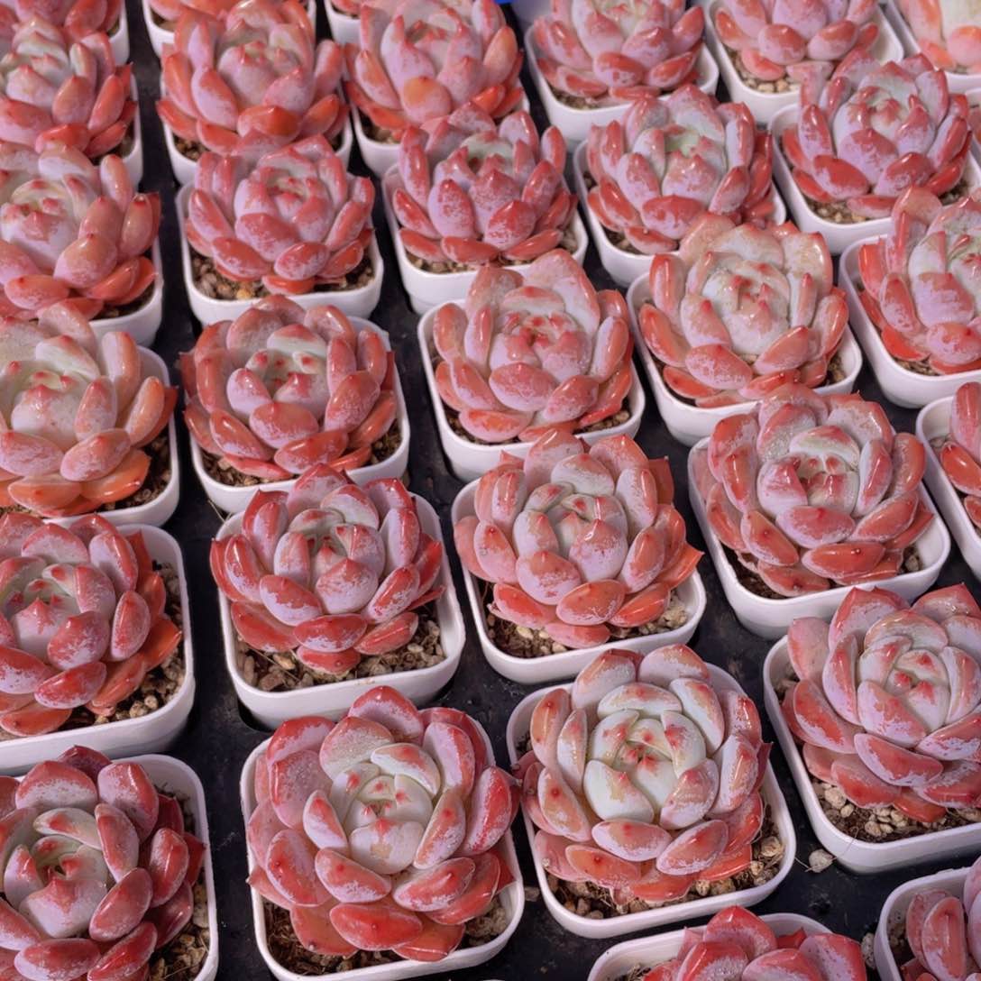 量拍145号 墩墩橙单头2个