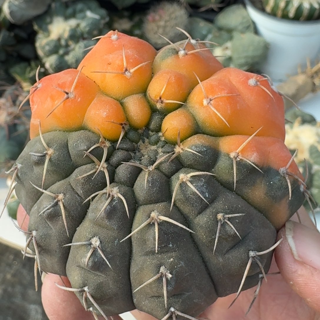 【闪购商品】自根瑞昌玉锦