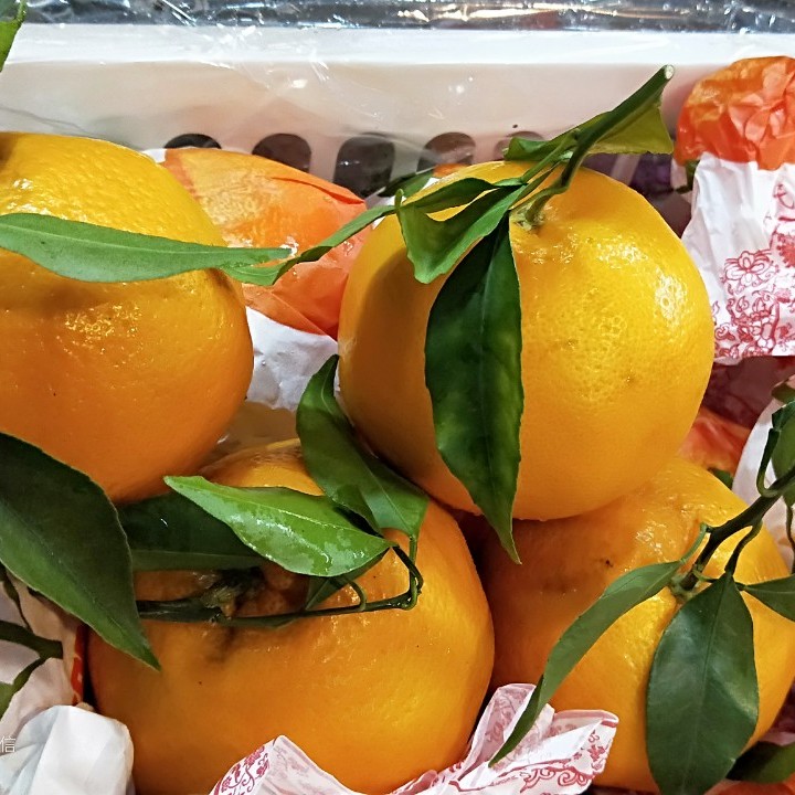 四川春见粑粑柑/一份2斤左右四川省