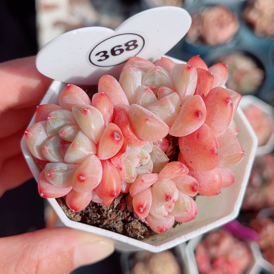 368号小老桩糖心群