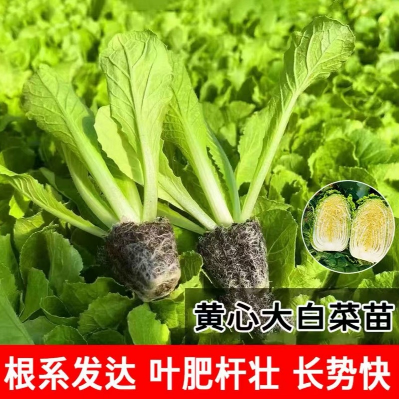 大白菜苗黄心白菜秧苗娃娃菜白花菜西兰花包菜秧苗秋冬耐寒蔬菜苗