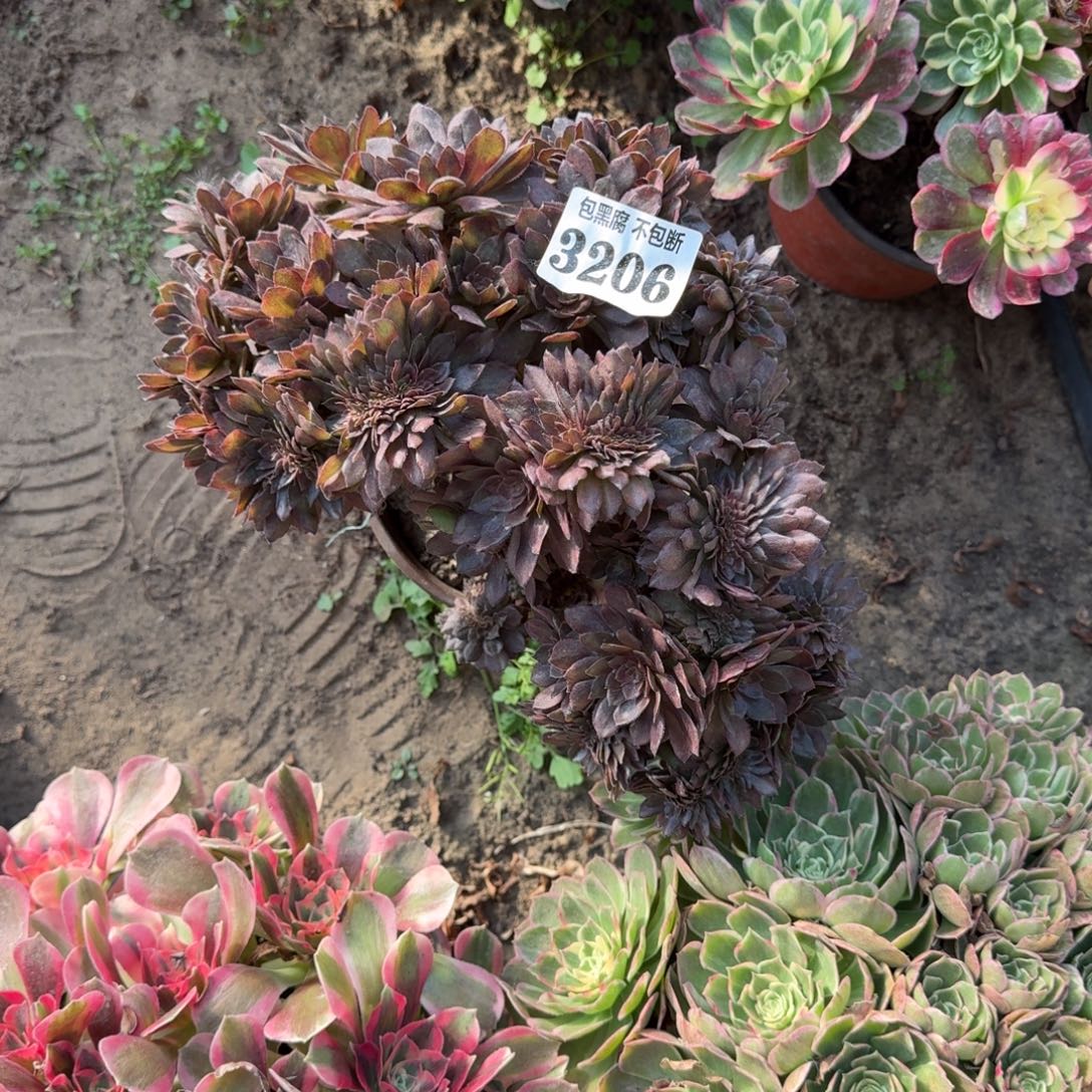 法师万灰缀16-33 3206