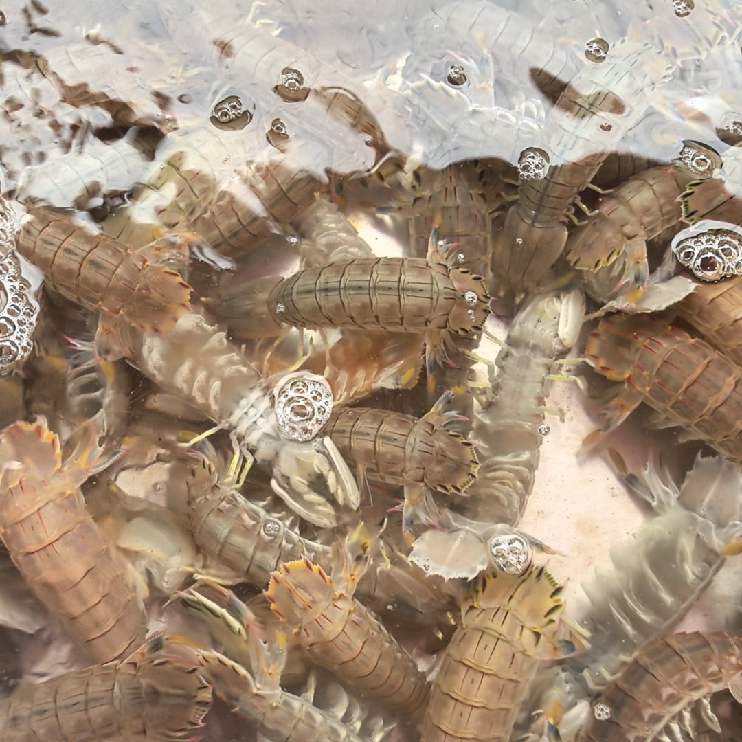 本地炎亭皮皮虾肉制新嫩感感好2斤装