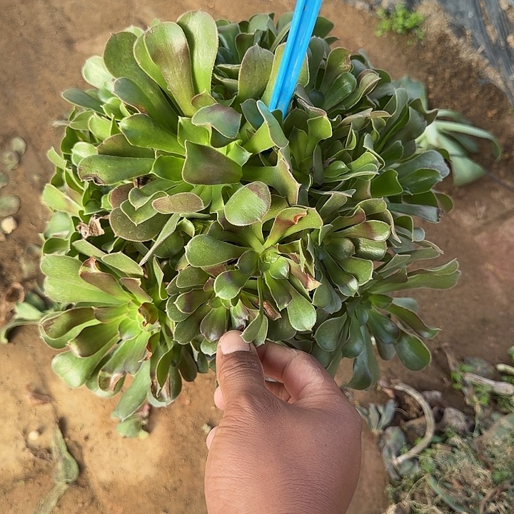 茉****1094邵羞多肉哦哦哦哦哦哦