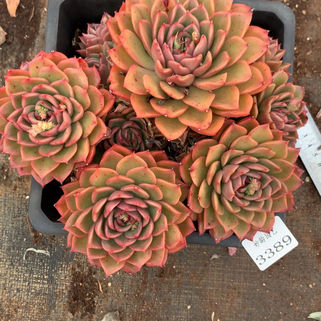 3389杂交精品基地18厘米