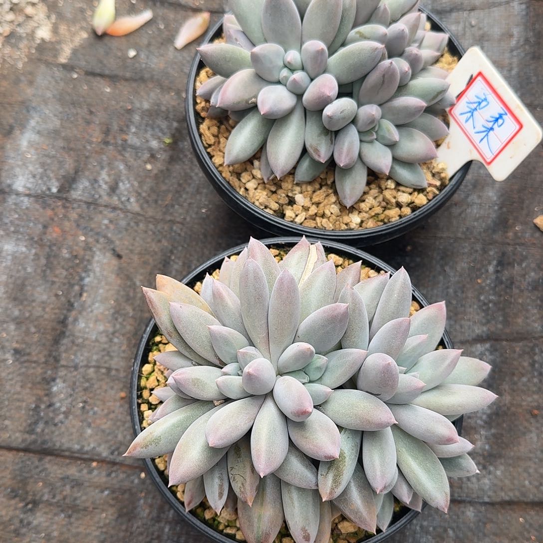 柔****哥特萝莉两颗福利