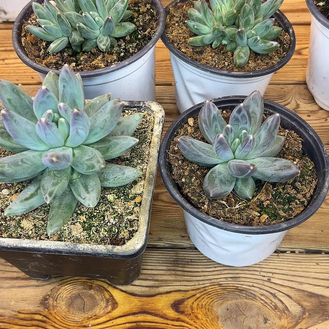 郁***仔4颗雪黛莉，一物一拍