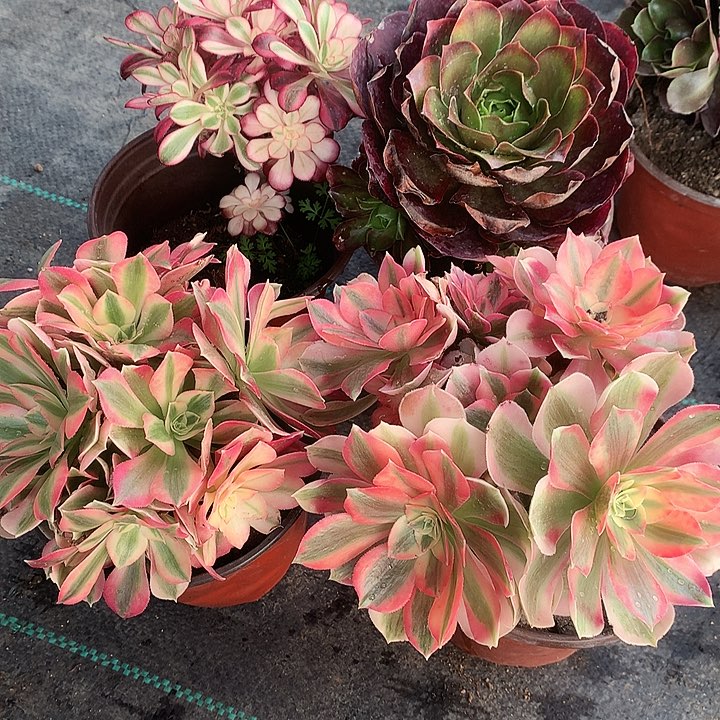 用****8568四颗多肉植物