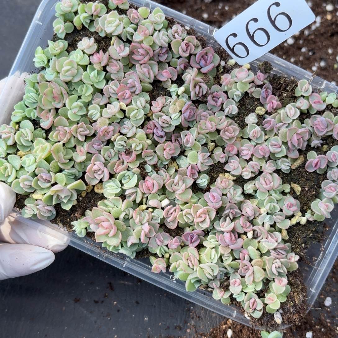 大***鹿多肉植物多肉植物666