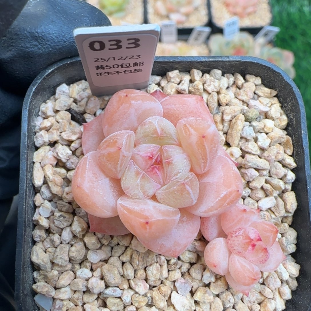 033    孤品    5厘米盆