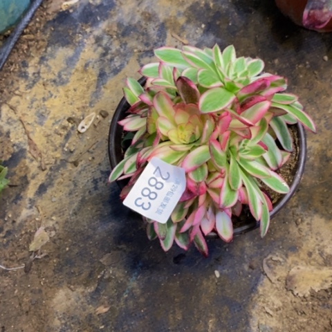 倾城多肉植物2883