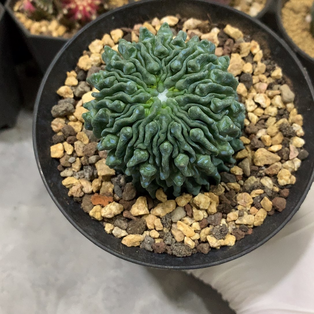 单头蝌蚪仙人球自根