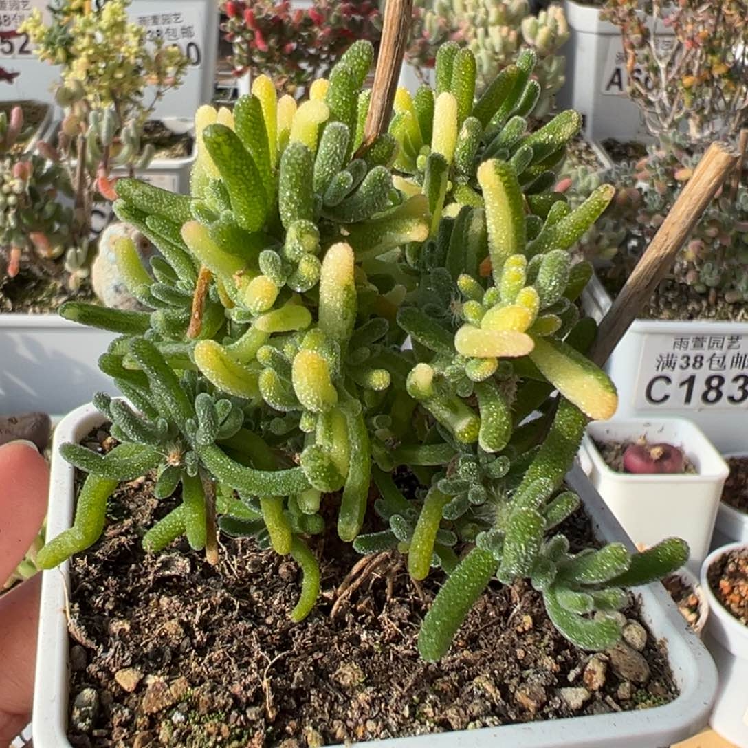 8-739枝干番杏多肉荧光兔花花拉丝锦老桩七方盆