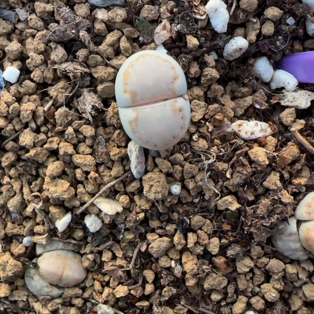 003二蜕饼干216可挑