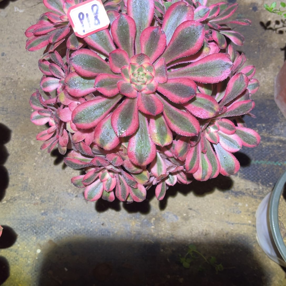 918多肉植物粉初恋