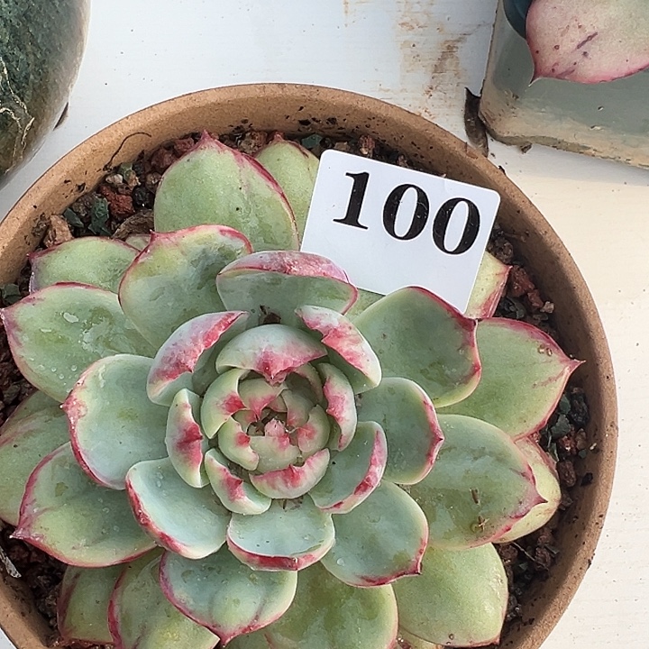 惊鸿惊鸿惊鸿100叶展15默认裸根