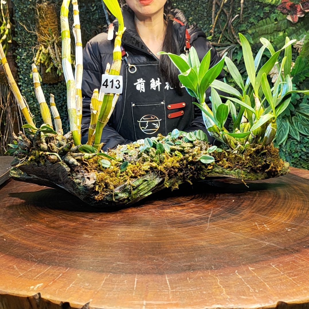 【闪购商品】413组合花花鼓锤小龟背小美秋