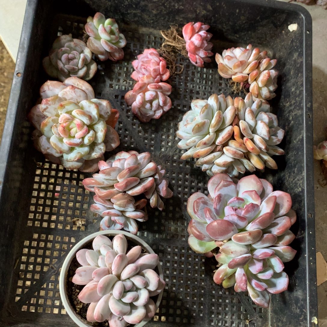 平***，石榴籽，想好再拍，退了拉黑