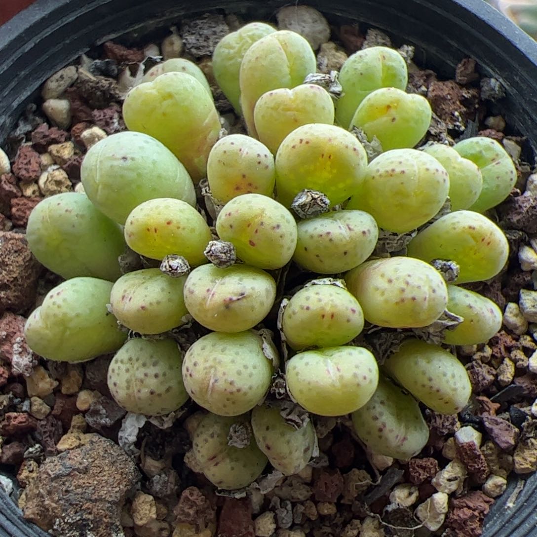 大家过年好22837