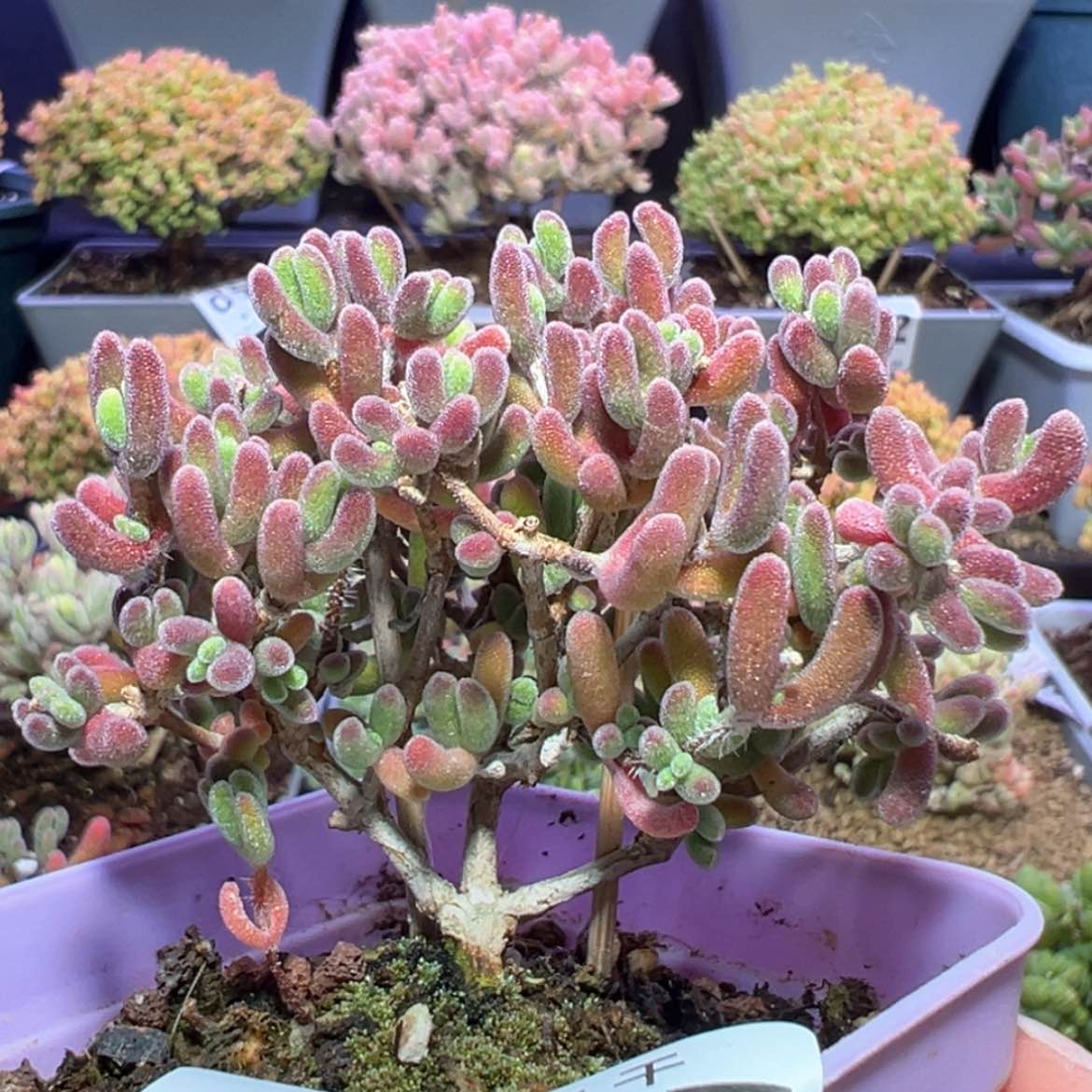 【闪购商品】d777荔枝糯米糍枝干番杏