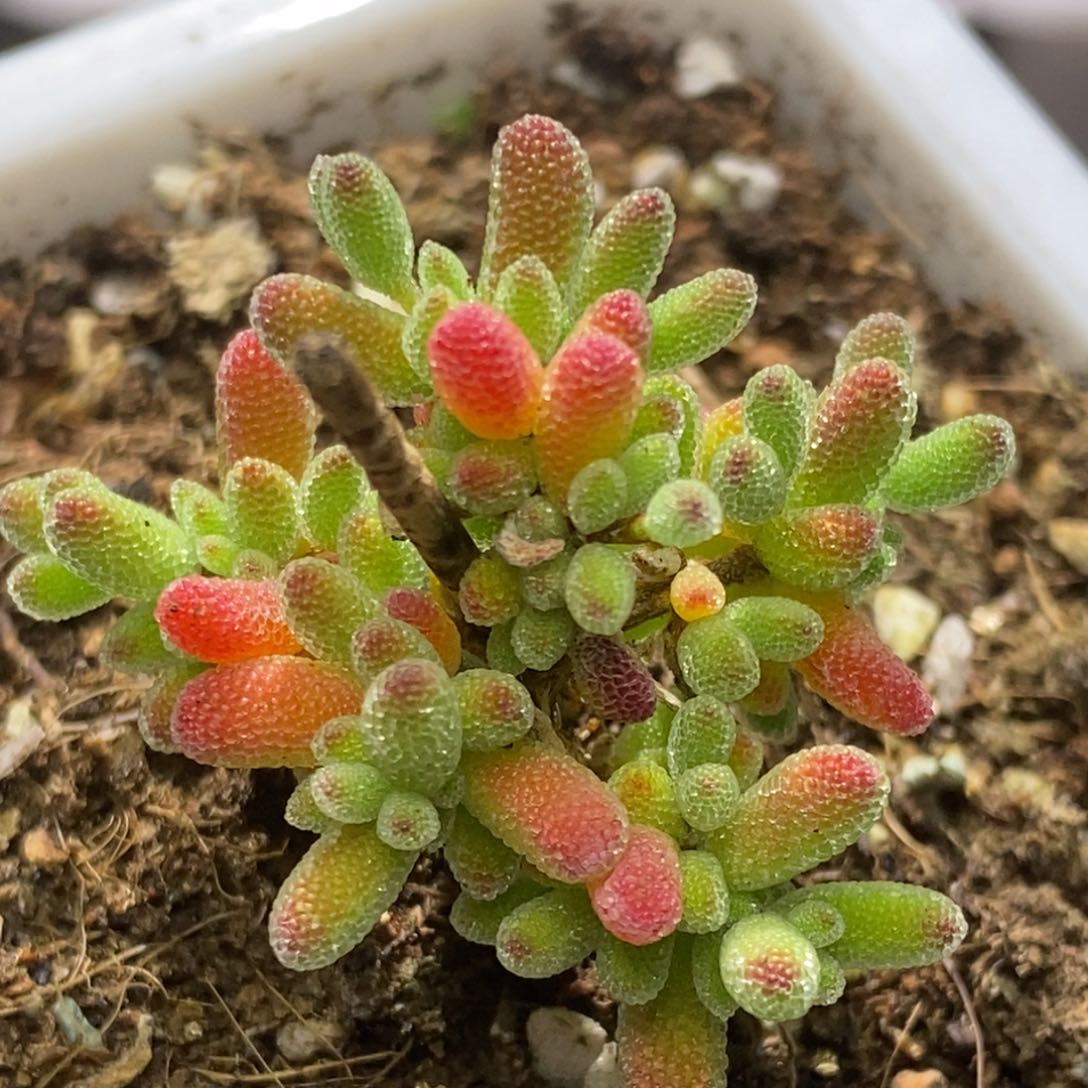 冰糖枝干番杏D073