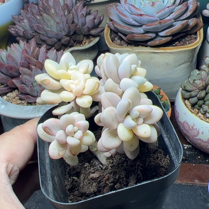 6*0艾伦锦多肉植物特价88