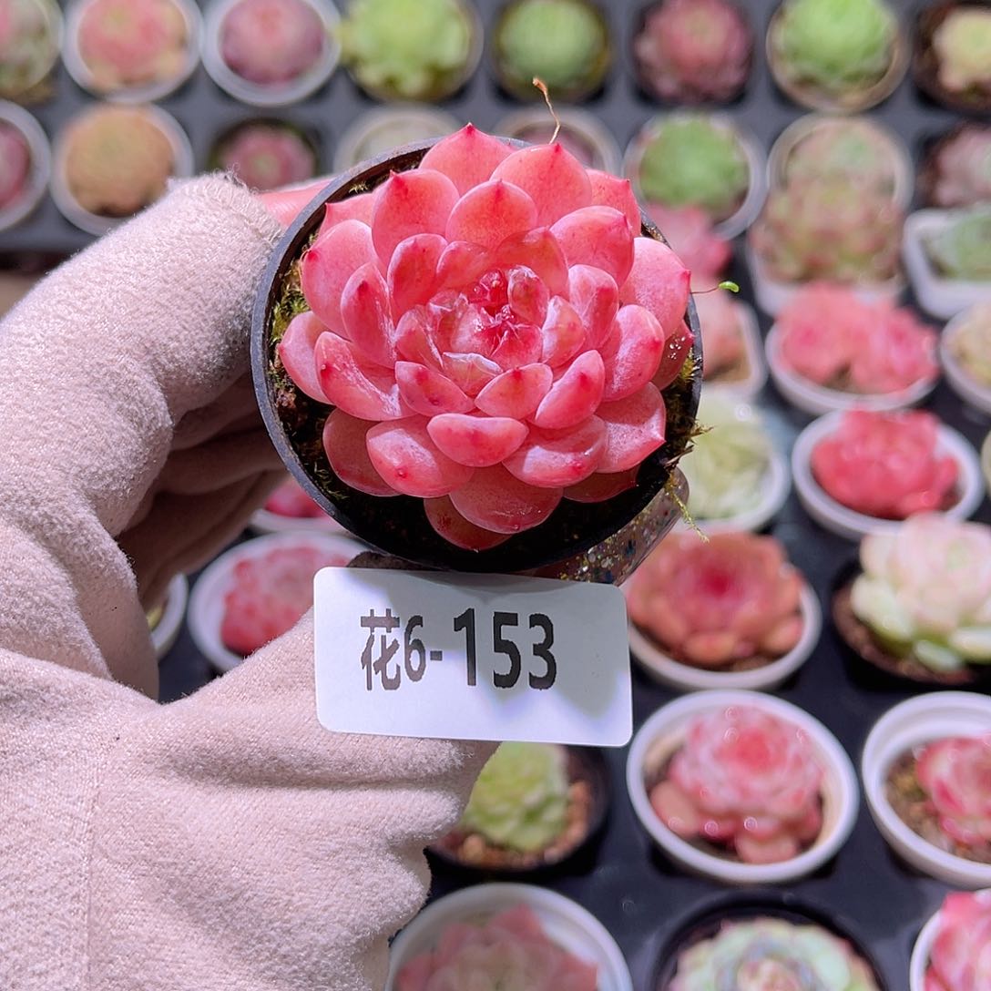 花利美6-153果汁单头