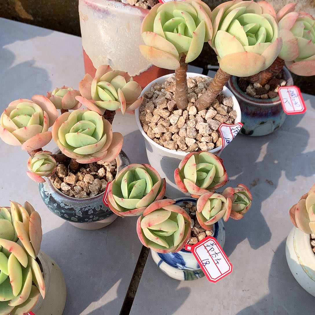 鸡蛋碧桃多肉植物三颗